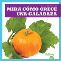 Cover: Mira Como Crece Una Calabaza (Watch a Pumpkin Grow) - Bullfrog Books