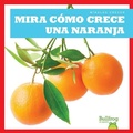 Cover: Mira Como Crece Una Naranja (Watch an Orange Grow) - Bullfrog Books
