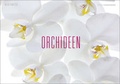 Cover: Orchideen - Edition Panorama