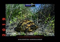 Cover: Schildkr&ouml;ten-Jahreskalender 2019 - Kleintierverlag