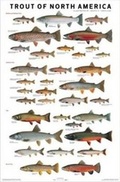 Cover: Trout of North America Poster - Scott & Nix, Inc