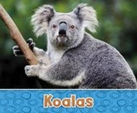 Enlarge image Cover: Koalas - Raintree