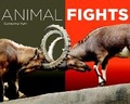 Cover: Animal Fights - EarlyLight Books,  Incorporated