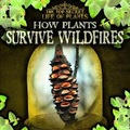 Cover: How Plants Survive Wildfires - Gareth Stevens Publishing