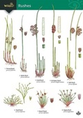 Cover: Guide to rushes 2018 - Field Studies Council