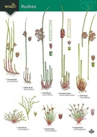 Enlarge image Cover: Guide to rushes 2018 - Field Studies Council