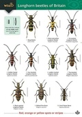 Cover: Guide to longhorn beetles of Britain 2018 - Field Studies Council