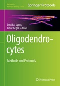 Bild: Oligodendrocytes - Humana