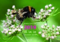 Cover: Summ, summ, summ - Zerr, Sibylle
