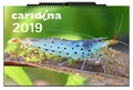 Cover: caridina-Kalender 2019 - D&auml;hne Verlag