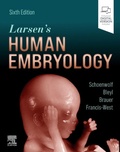 Bild: Larsen's Human Embryology - Elsevier