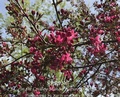 Cover: Spring in the Creasey Mahan Nature Preserve - Hydra Publications