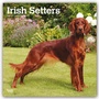 Bild: Irish Setters - Irish Setter 2020 - 16-Monatskalender mit freier DogDays-App - Brown Trout