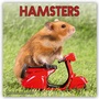 Bild: Hamsters - Hamster 2020 - Avonside Publishing Ltd