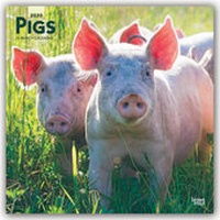 Abbildung von: Pigs - Schweine 2020- 16-Monatskalender - Brown Trout