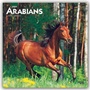 Bild: Arabians - Araber - Araber Pferde 2020 - 16-Monatskalender - Brown Trout