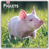 Abbildung von: Piglets - Ferkel Schweine 2020 - 16-Monatskalender - Brown Trout-Auslieferer Flechsig