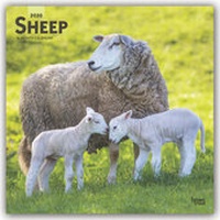 Abbildung von: Sheep - Schafe 2020 - 16-Monatskalender - Brown Trout