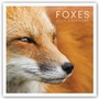 Cover: Foxes - Fuchs - Füchse 2020 - Stürtz