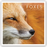 Enlarge image Cover: Foxes - Fuchs - Füchse 2020 - Stürtz