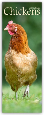 Abbildung von: Chickens - Hühner 2020 - Avonside Publishing Ltd