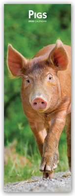 Abbildung von: Pigs - Schweine 2020 - BrownTrout Publishers