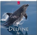 Cover: Delfine - St&uuml;rtz