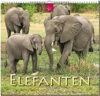 Abbildung von: Elefanten - Stürtz