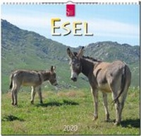 Abbildung von: Esel - Stürtz