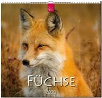 Enlarge image Cover: Füchse - Stürtz