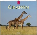 Cover: Giraffen - St&uuml;rtz