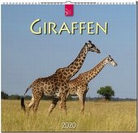 Abbildung von: Giraffen - Stürtz