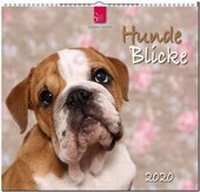 Abbildung von: HundeBlicke - Stürtz