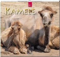 Abbildung von: Kamele - Stürtz