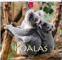 Enlarge image Cover: Koalas - Stürtz