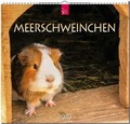 Cover: Meerschweinchen - St&uuml;rtz