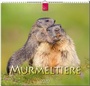 Cover: Murmeltiere - Stürtz