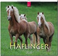 Abbildung von: Haflinger - Stürtz