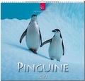 Cover: Pinguine - St&uuml;rtz