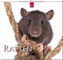 Cover: Ratten - Stürtz