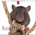 Cover: Ratten - St&uuml;rtz