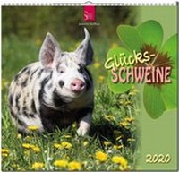 Abbildung von: Glücksschweine - Stürtz