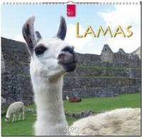 Enlarge image Cover: Lamas - Stürtz