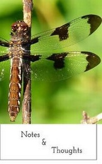 Enlarge image Cover: Notes and Thoughts - Blurb