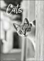 Bild: Wegler Cats Edition Kalender 2020 - Heye