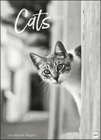 Bild vergrößern Bild: Wegler Cats Edition Kalender 2020 - Heye