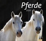 Cover: times&more Pferde Bildkalender Kalender 2020 - Heye