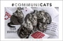 Bild: Whiskas Katzenkalender Kalender 2020 - Heye