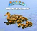 Cover: How Ducks Grow Up - Enslow Publishing
