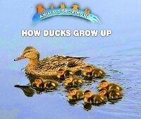 Enlarge image Cover: How Ducks Grow Up - Enslow Publishing